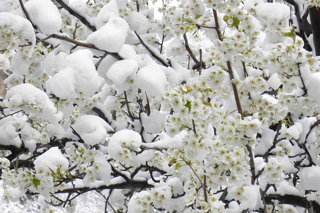 梨花春雪 梨花春雪