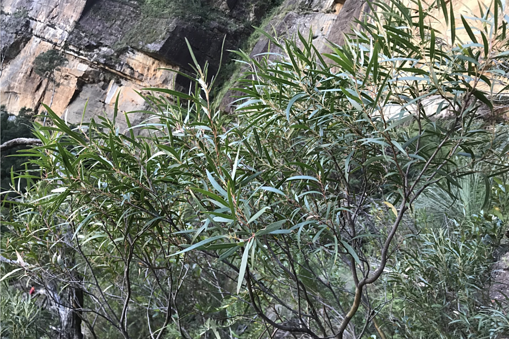 坎寧安桉 坎寧安桉