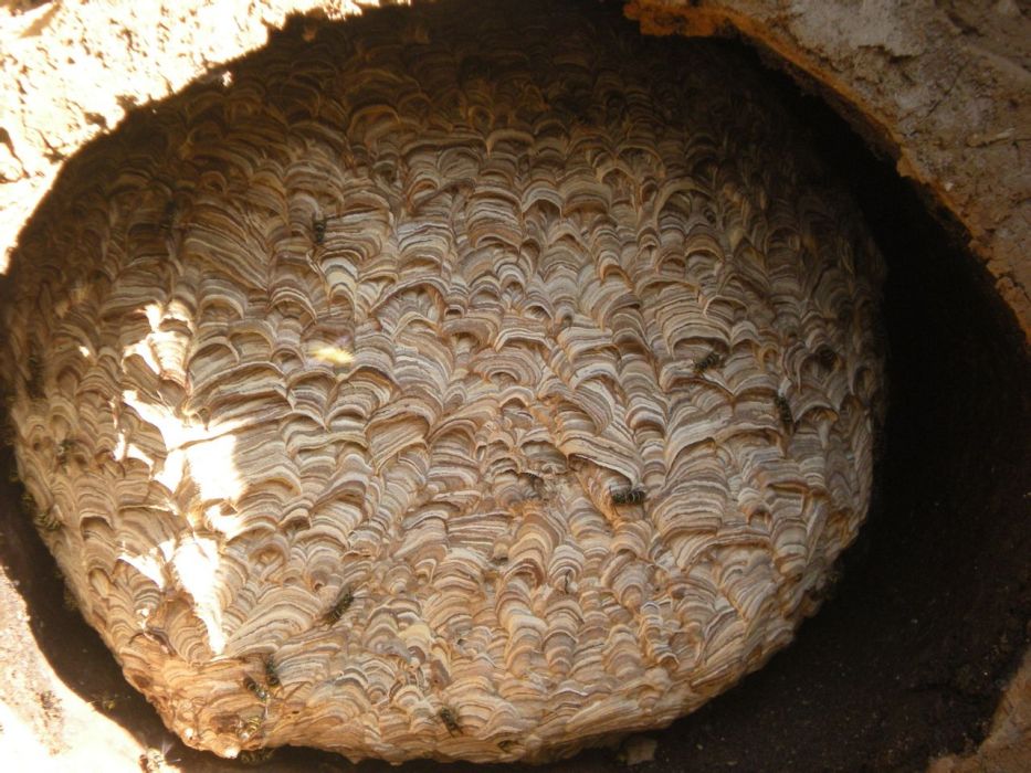 青米蜂 青米蜂