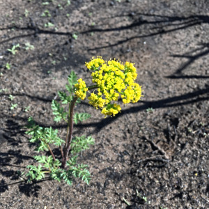 Lomatium parvifolium