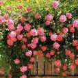 軟條土薔薇 軟條土薔薇