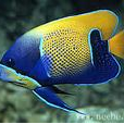 刺蓋魚科 刺蓋魚科