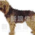 水獺獵犬 水獺獵犬