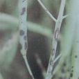 油菜黑斑病 油菜黑斑病