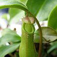 豬籠草(植物)