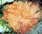 星形棘柳珊瑚