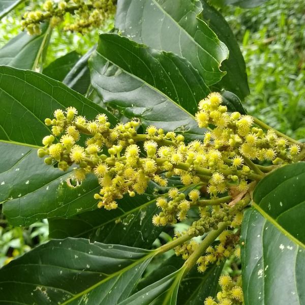 Claoxylon carolinianum