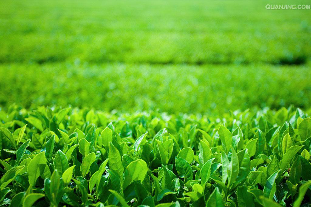 綠茶葉