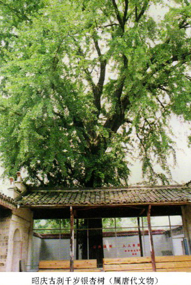昭慶寺