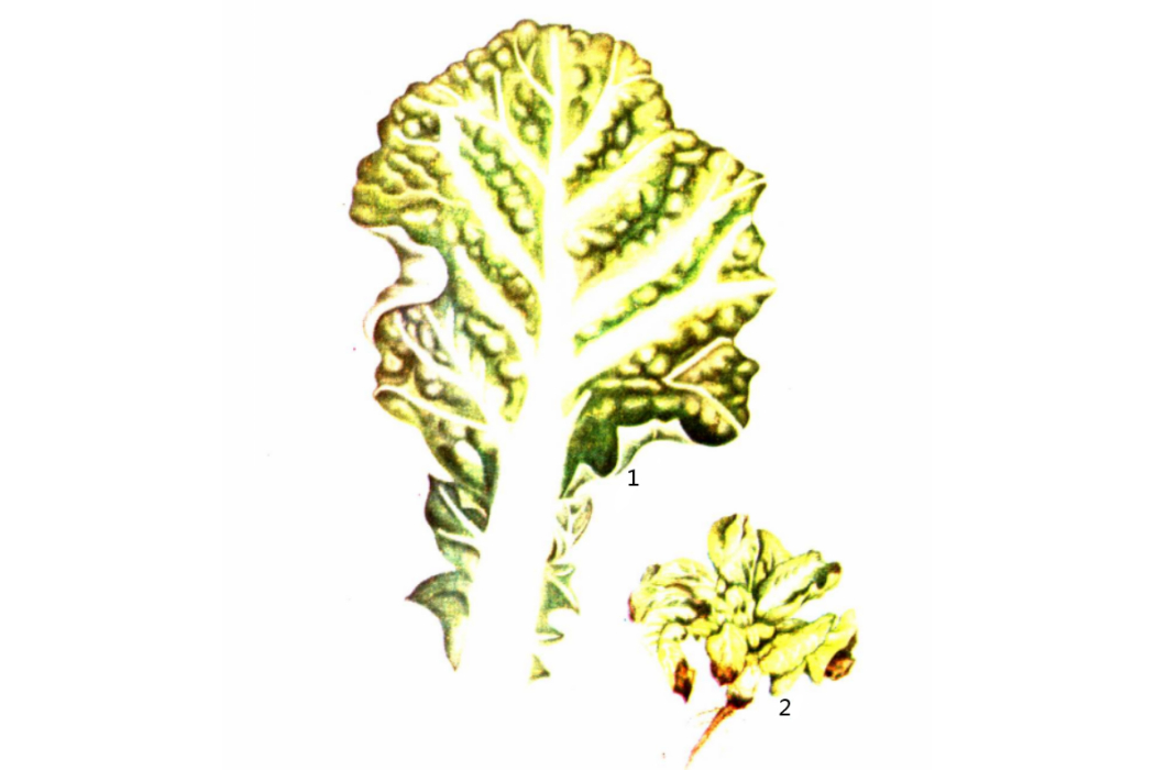 大白菜病毒病(白菜病毒病) 大白菜病毒病(白菜病毒病)