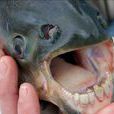 人齒魚 人齒魚