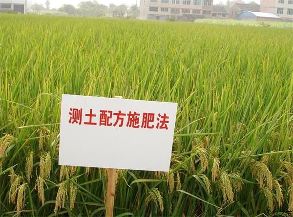 水稻測土配方施肥技術