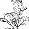 粉背南蛇藤