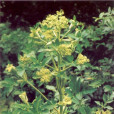 展毛黃草烏 展毛黃草烏