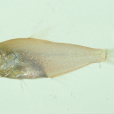 副單鰭魚 副單鰭魚