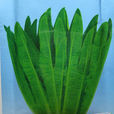 香油麥菜 香油麥菜