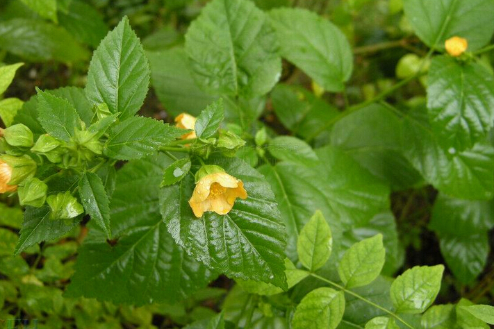 黃花稔(黃花棯) 黃花稔(黃花棯)
