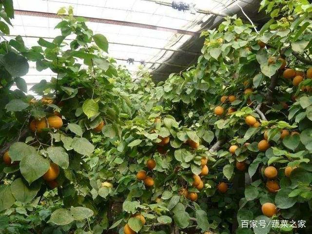 水杏溫室栽培技術