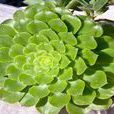 明鏡(景天科蓮花掌屬植物) 明鏡(景天科蓮花掌屬植物)