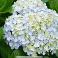 繡球科(八仙花科) 繡球科(八仙花科)