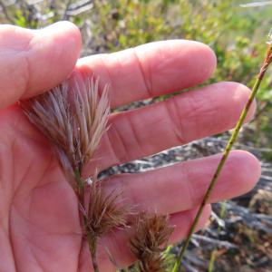 Thamnochortus pellucidus