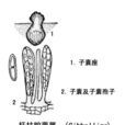 腔菌綱 腔菌綱