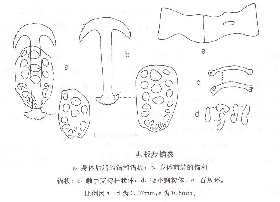 卵板步錨參 卵板步錨參