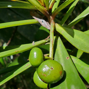 Tapeinosperma grandiflorum