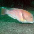 豬齒魚屬 豬齒魚屬