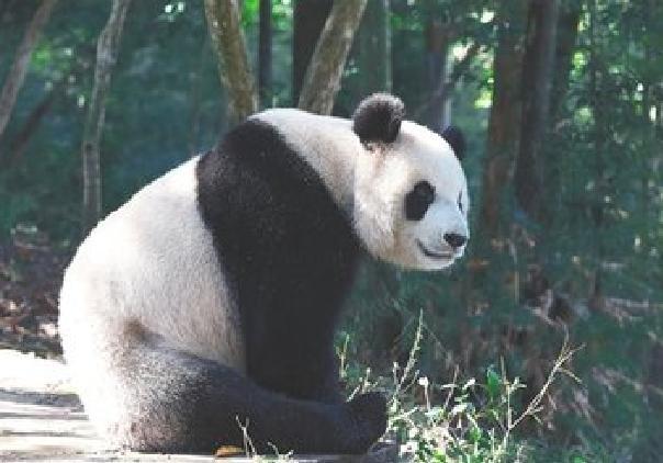 大熊貓“貢貢”