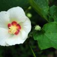 山芙蓉(鼠李目木槿屬植物) 山芙蓉(鼠李目木槿屬植物)