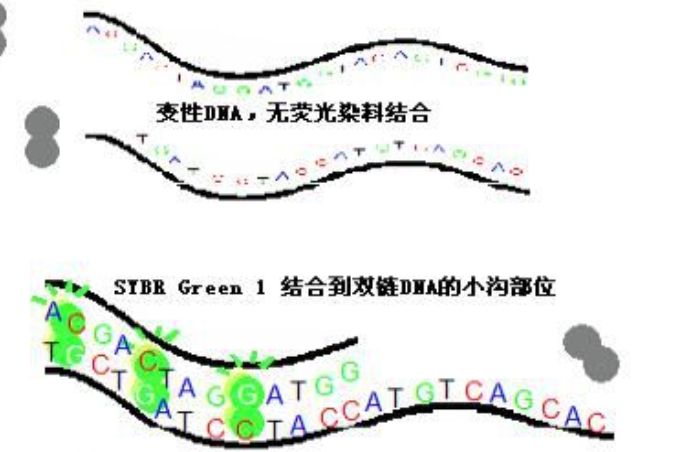 SYBR Green I SYBR Green I