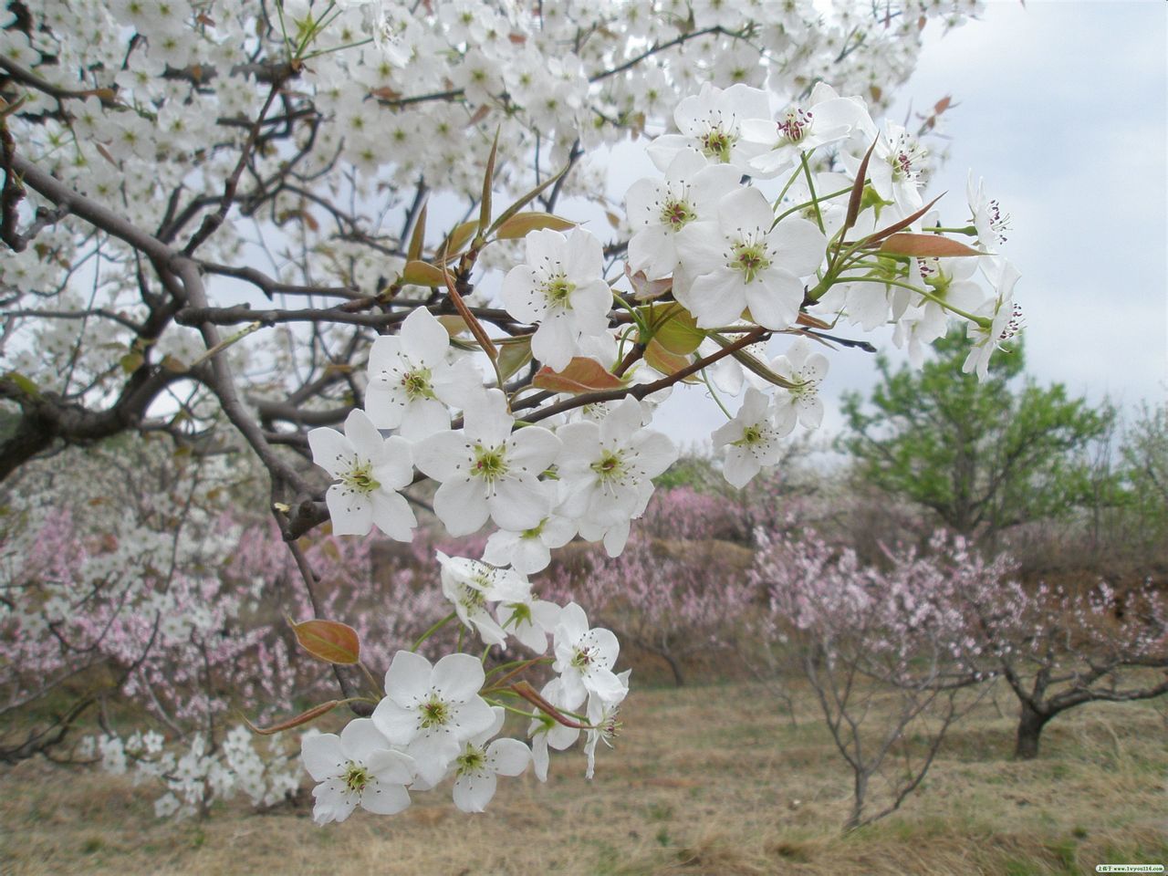 大北河