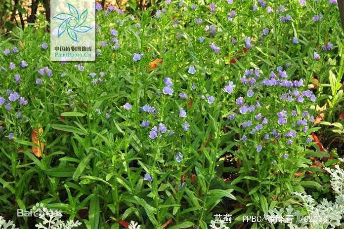 藍薊花 藍薊花
