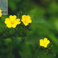 黃花委陵菜 黃花委陵菜
