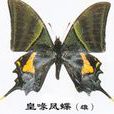 金帶喙鳳蝶(喙鳳蝶) 金帶喙鳳蝶(喙鳳蝶)