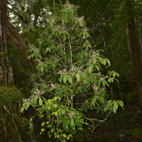 Tapeinosperma amieuense
