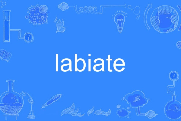 labiate labiate