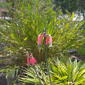 Phaedranassa cuencana
