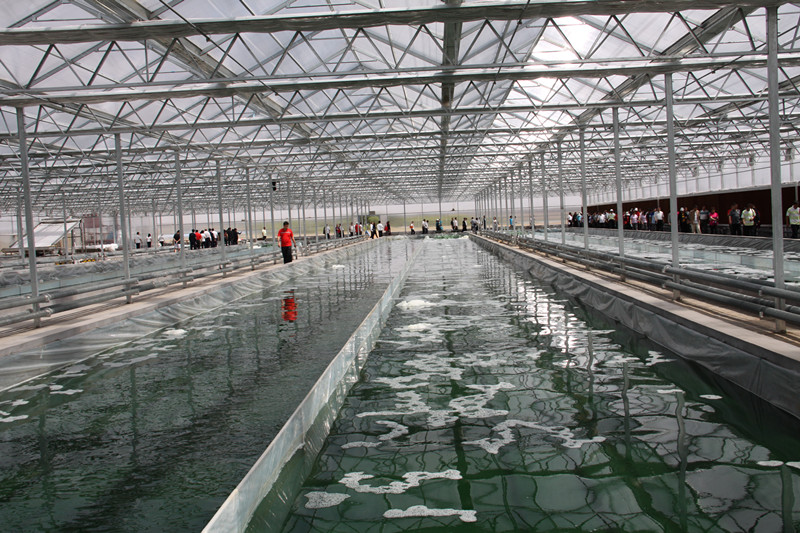 鄂托克螺旋藻—養殖基地
