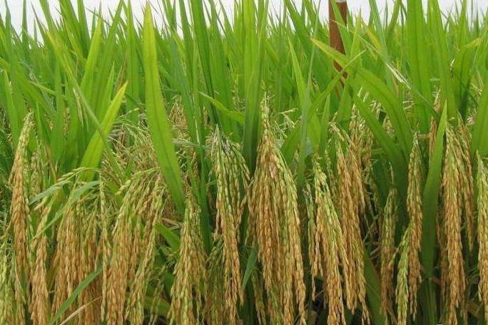 玉粳17號 玉粳17號