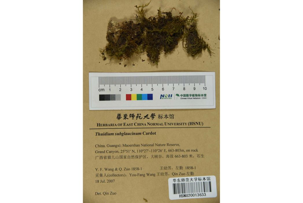亞灰羽蘚 亞灰羽蘚