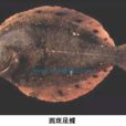 星鰈屬