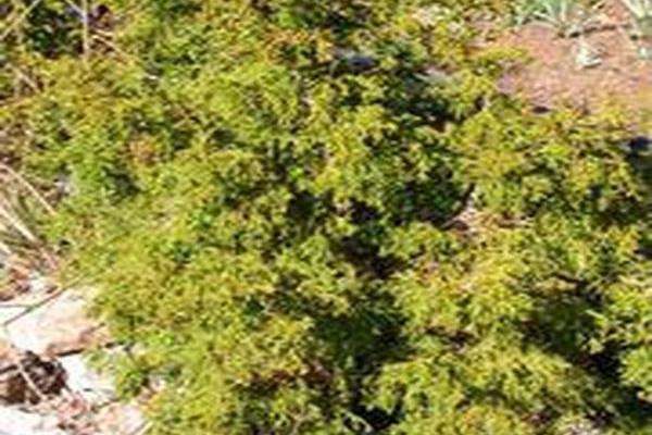 Chamaecyparis obtusa \x27Coralliformis\x27 Chamaecyparis obtusa \x27Coralliformis\x27