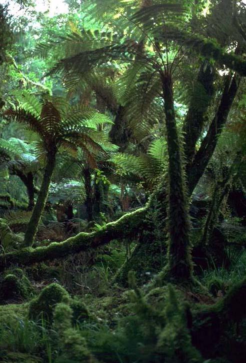 亞熱帶常綠硬葉林帶