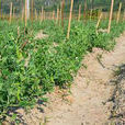食莢豌豆栽培