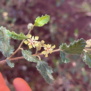 Androcalva luteiflora