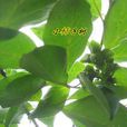 摯友(薔薇屬林業植物品種)