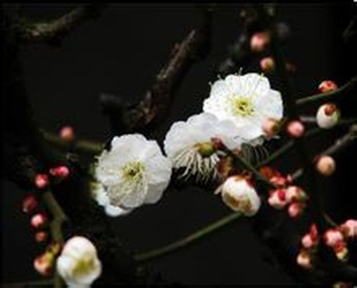 玉碟梅 玉碟梅