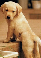 導盲犬小Q